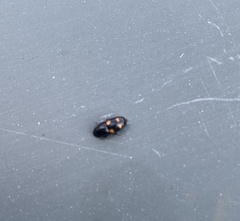 Glischrochilus hortensis