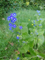 Pentaglottis sempervirens