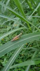 Caryanda spuria