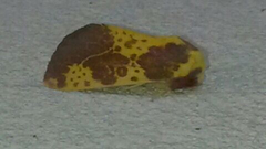 Copifrontia xantherythra