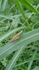 Caryanda spuria