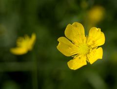 Ranunculus acris