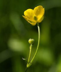 Ranunculus acris