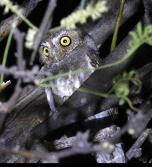 Micrathene whitneyi