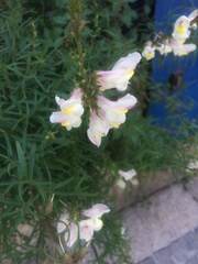 Antirrhinum siculum