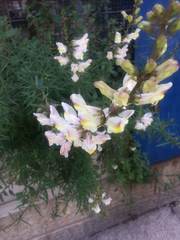 Antirrhinum siculum