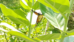 Danaus chrysippus chrysippus