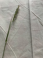 Lolium perenne perenne