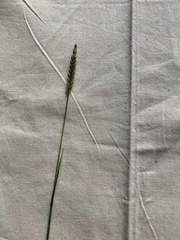 Lolium perenne perenne
