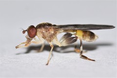 Sphegina