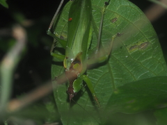 Hexacentrus