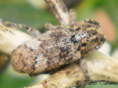 Lamiinae