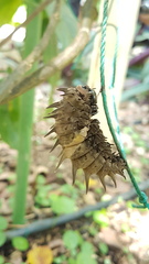 Troides helena cerberus