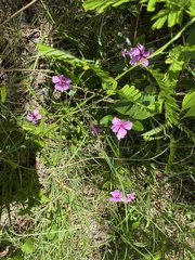 Catharanthus roseus image