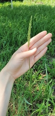Elymus repens