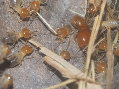Macrotermes gilvus
