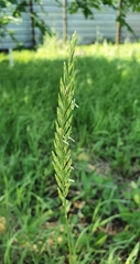 Elymus repens