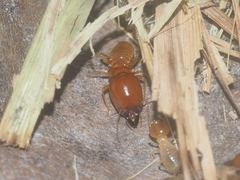 Macrotermes gilvus