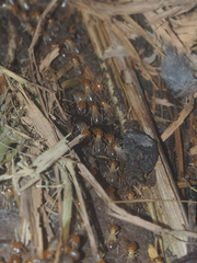 Macrotermes gilvus