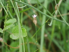 Petrorhagia prolifera
