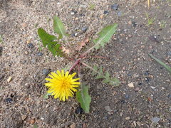 Taraxacum officinale