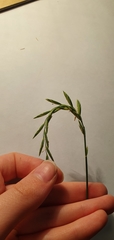 Elymus repens