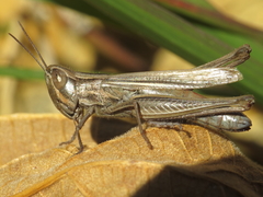Euchorthippus elegantulus