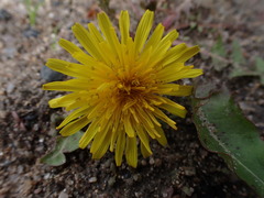 Taraxacum officinale