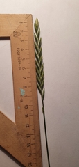 Elymus repens