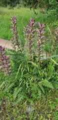 Acanthus syriacus