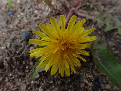 Taraxacum officinale