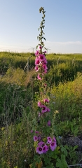 Alcea setosa