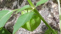 Physalis minima