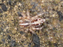 Araneae