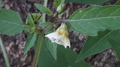 Physalis minima