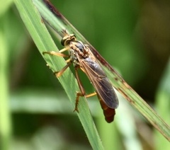 Plesiomma lineatum