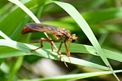Plesiomma lineatum