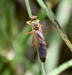 Plesiomma lineatum