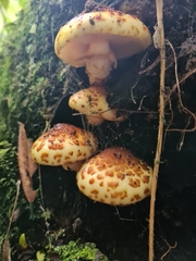 Pholiota glutinosa
