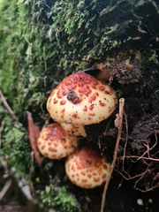 Pholiota glutinosa