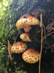 Pholiota glutinosa