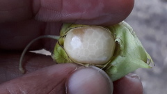 Physalis minima