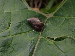 Succinea putris