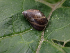 Succinea putris