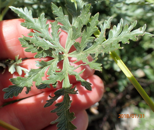Image of Geranium multisectum by no rights reserved