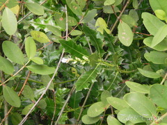 Acanthus ebracteatus