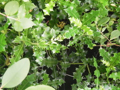 Acanthus ebracteatus