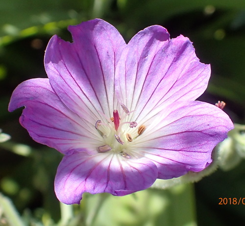 Geranium multisectum, photograph 6