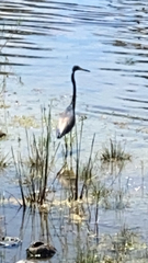 Egretta tricolor