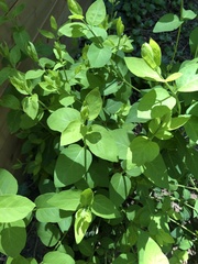 Lonicera